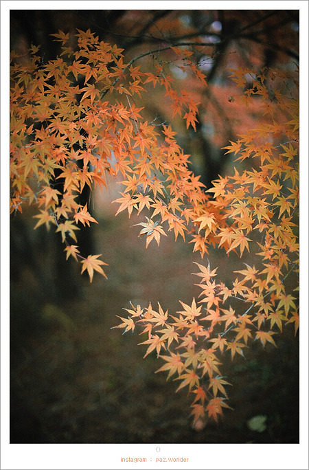 [Canon 5D] 조용히 깊게 가을