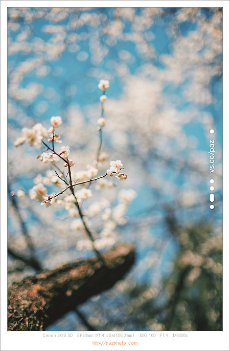 [Canon 5D] 봄이핀다