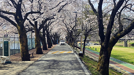 절정 - 청주 미원 천변/성대리 벚꽃