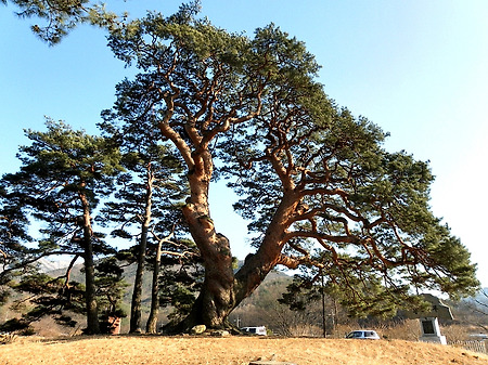 자세히 담아본.. 괴산 삼송리 (왕)소나무