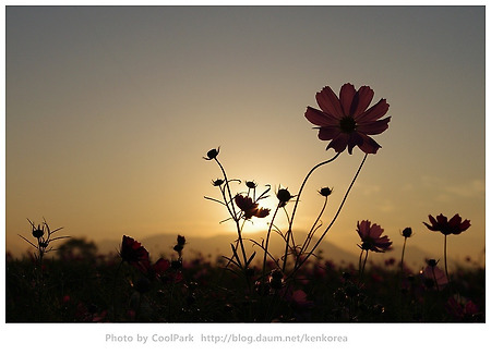 Cosmos Festival