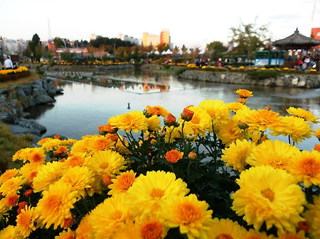 익산 국화축제를 찾아서..