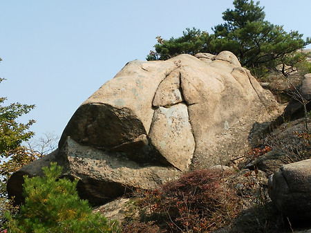 2010 물고기 모양 사진모음