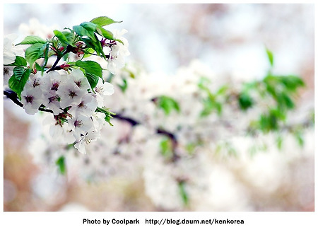 Cherry blossom 