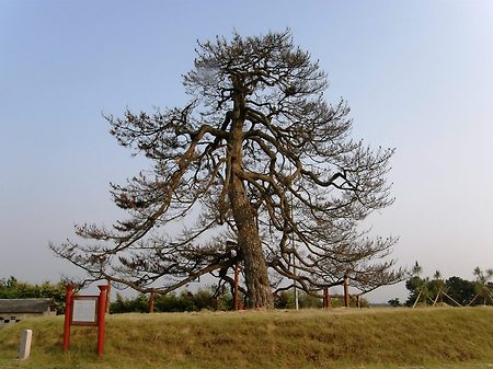 아쉽게도 죽은 익산 곰솔