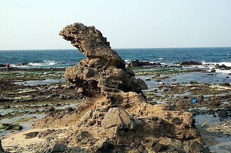 2014년 새 닮은 자연사진 모음