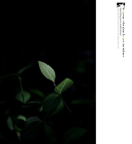 들여다보기