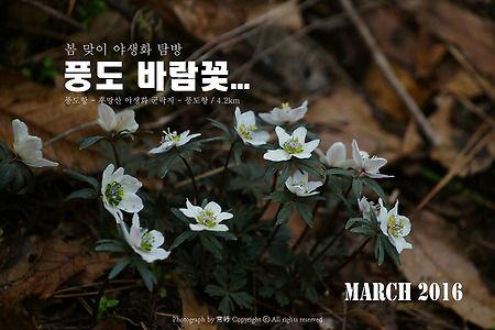 【16.03.13(일)】15.풍도 바람꽃