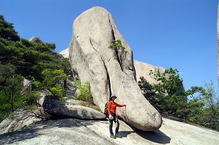 2914년 동물 닮은 자연사진 모음