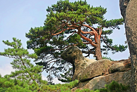 2019년 동물 닮은 자연사진 모음