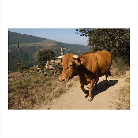 camino de santiago -104-