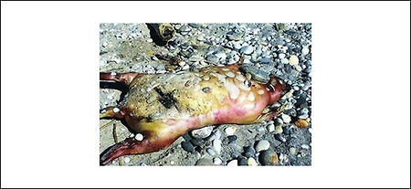 미 괴생명체 발견, 뉴욕 아이언 피어 해변 괴생명체 발견 사진
