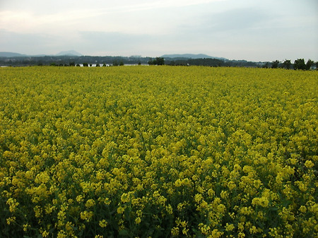 돈내는 유채꽃 밭