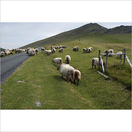 camino de santiago -3-