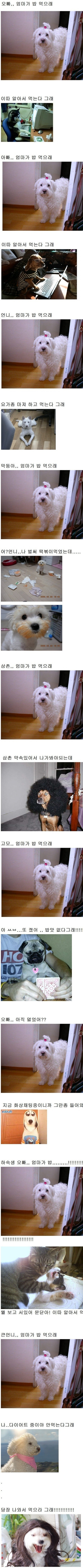 잠자기 전 재미있는 개사진~
