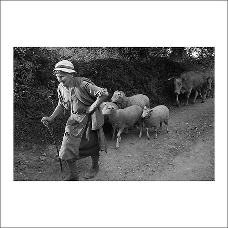 camino de santiago -106-