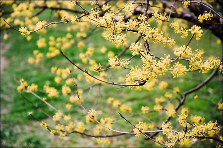 [Kodak Portra 160vc][Contax N1]봄이 왔음을 알리는 꽃