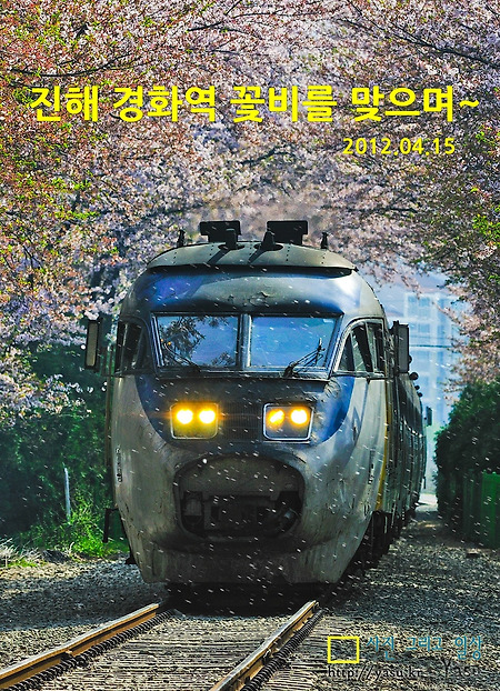 진해 경화역 꽃비를 맞으며..