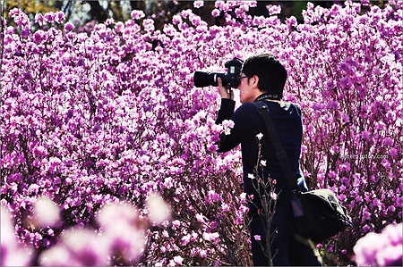 봄사진 찍는 '시즈루'
