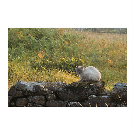 camino de santiago -139-