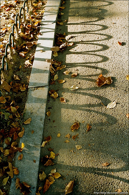 [F801s]가을, 낙엽, 그리고 그림자