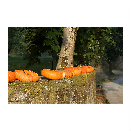 camino de santiago -142-
