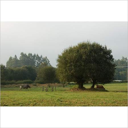 camino de santiago -143-