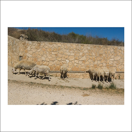 camino de santiago -48-