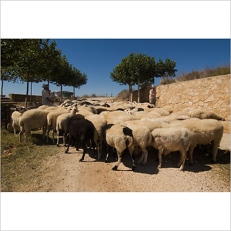 camino de santiago -47-