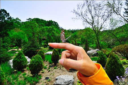 사람 손을 좋아하는 나비..