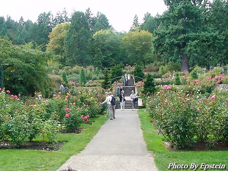 [Rose City Story IX]Intl. Rose Test Garden