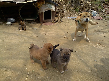 가평 멍멍이들
