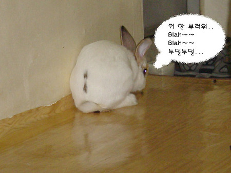 당근을 찾아서