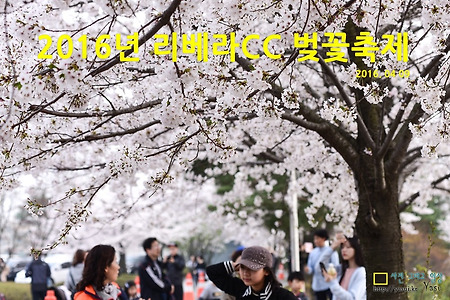 리베라CC벚꽃축제 다녀옴~(제2회 2016년 리베라CC벚꽃축제)