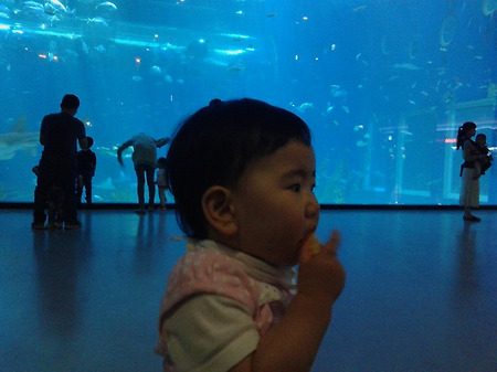 제주, 아쿠아리움