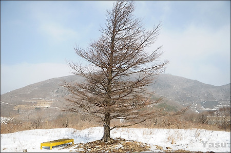 눈꽃 없어 아쉬웠던 함백산~