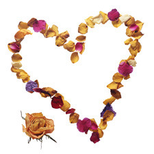 꽃에대한 상식 :  플라워 & 프로포즈 (꽃으로 전하는 사랑의 메시지)