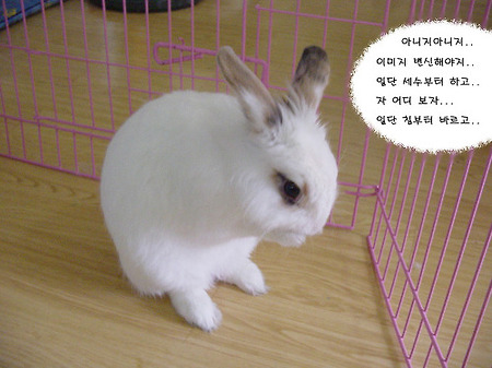 희야의 출현