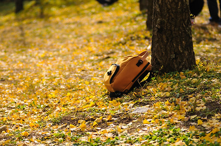 홍천 은행나무 숲과 대관령 양떼목장 다녀왔습니다~