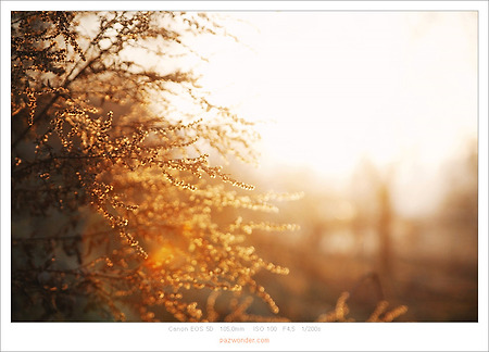 [Canon 5D] 황금빛 햇살