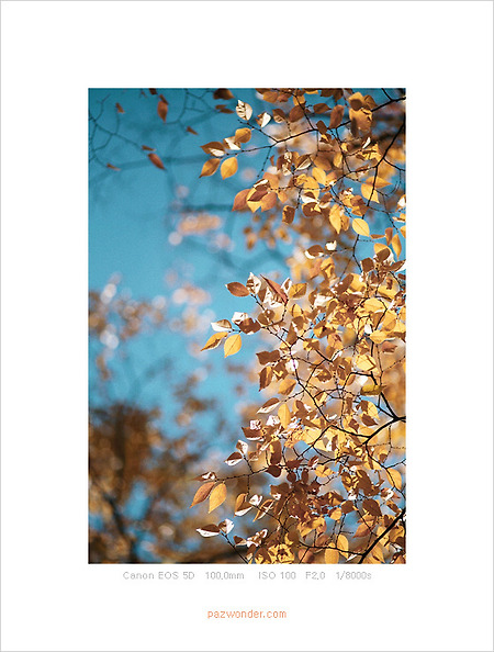[Canon 5D] 아, 가을