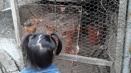 가평 할아버지네 닭장