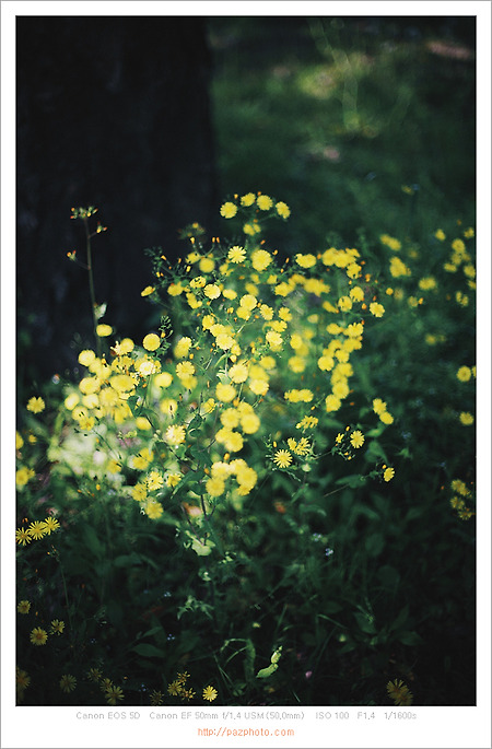 [Canon 5D] 꽃이 좋아서 꽃을 찍었지만
