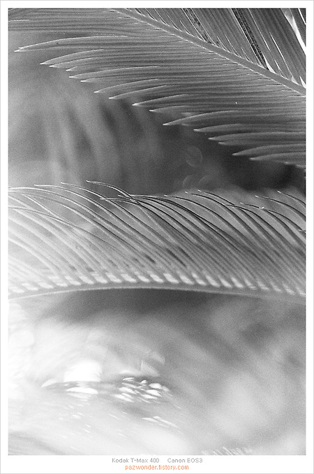 [필름사진][흑백필름] 코로나19 이전 식물원에서