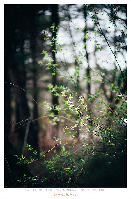 [Canon 5D] 물향기 수목원의 초봄 향기
