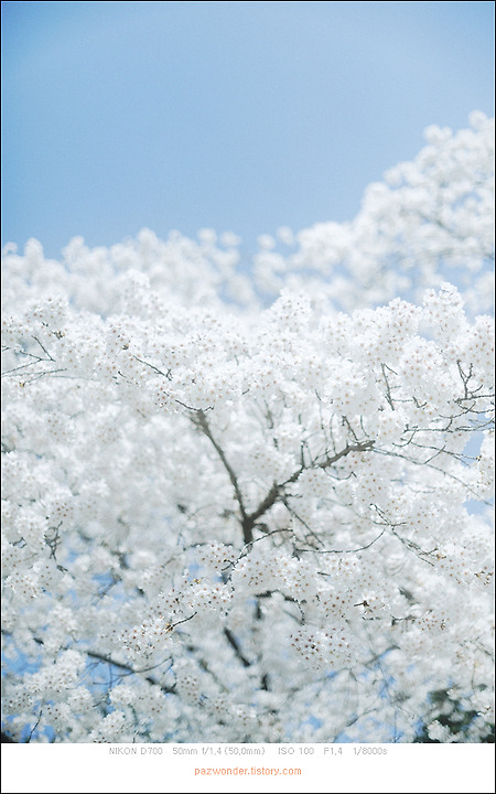봄의 여운 (Nikon D700)