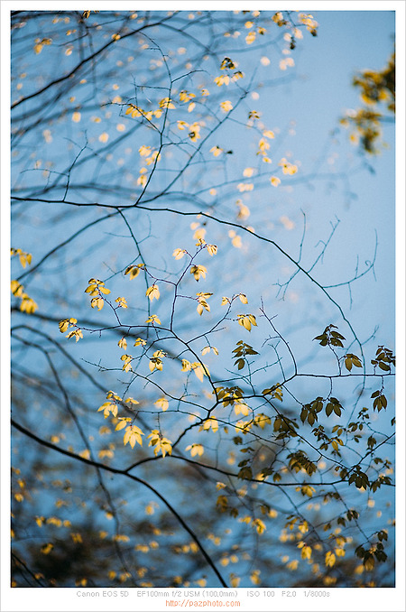 [Canon 5D] 봄기운 완연한 날