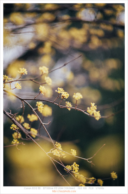 [Canon 5D] 봄사진