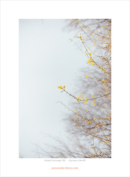 봄날 개나리 (Kodak Proimage 100)