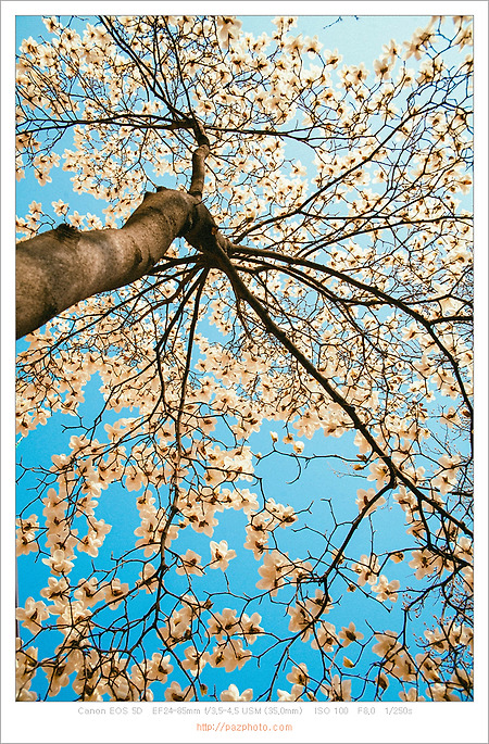 [Canon 5D] 봄이 오면